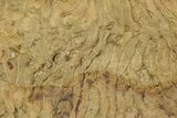 Pennsylvanian, Fossil Microbial Mat - Oklahoma #301976-1